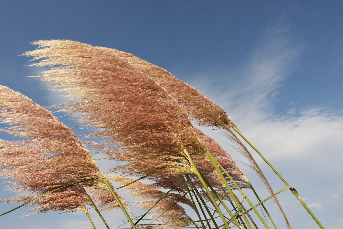 roseaux, photo Serge Briez ©