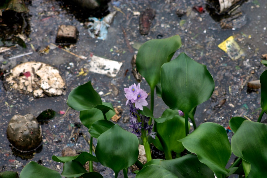 la mutation des énergies de vie, photo Serge Briez ©