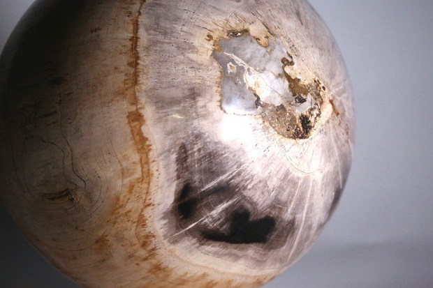 Boule de Bois fossilisés,, photo Serge Briez®