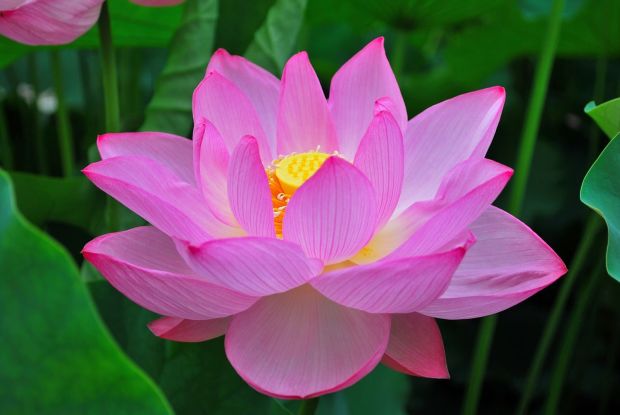 LES UNIVERS DIMENSIONNELS ET QUANTIQUES