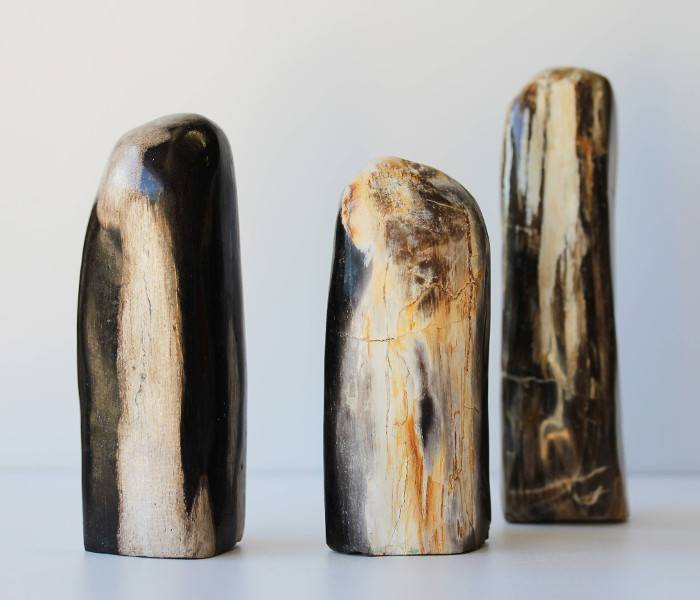 Formes libres de BOIS FOSSILISÉ, photo ®Cristaux et Santé, 2015