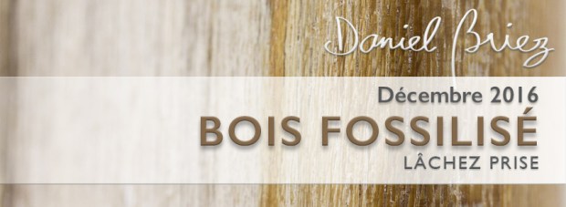 LA PIERRE DU MOIS DE DÉCEMBRE 2016 – LE BOIS FOSSILISÉ